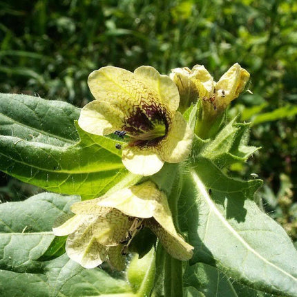 Black Henbane Seeds – Hyoscyamus (Stinking Nightshade) - Seed World