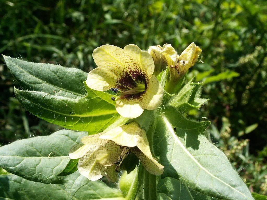 Black Henbane Seeds – Hyoscyamus (Stinking Nightshade) - Seed World