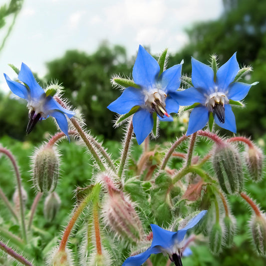 Close-up of blue borage flowers blooming
