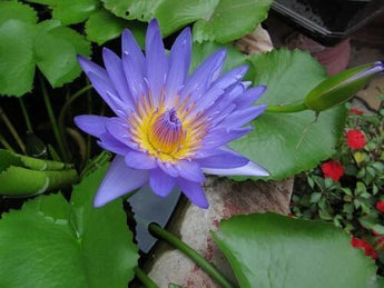 Blue and purple lotus flower in a garden pond