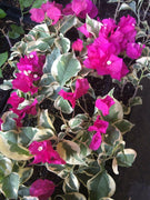 Bougainvillea - 'Raspberry Ice' - Live Plant - Seed World
