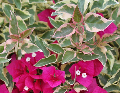 Bougainvillea - 'Raspberry Ice' - Live Plant - Seed World