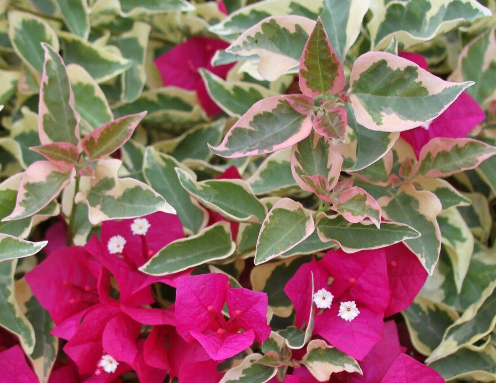 Bougainvillea - 'Raspberry Ice' - Live Plant - Seed World