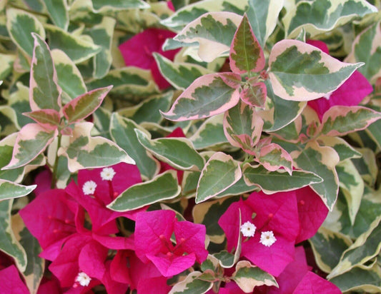 Bougainvillea - 'Raspberry Ice' - Live Plant - Seed World
