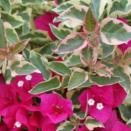 Bougainvillea ‘Raspberry Ice’ Variegated Plug Plant - Seed World