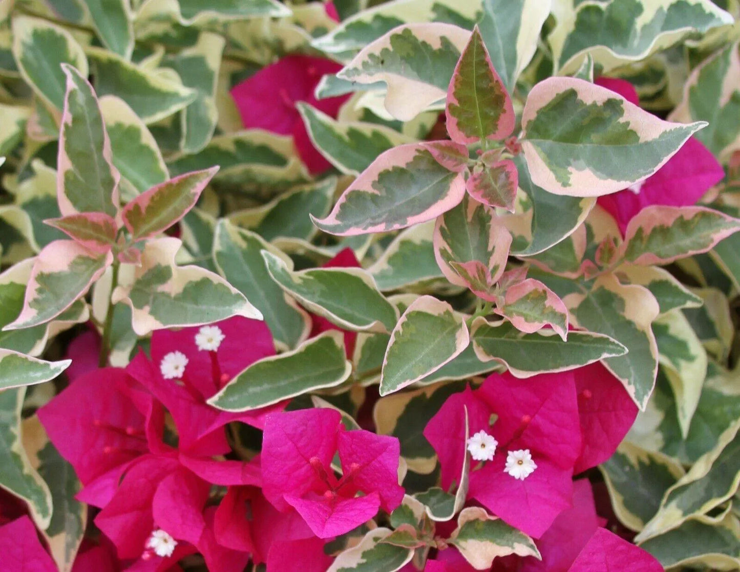 Bougainvillea ‘Raspberry Ice’ Variegated Plug Plant - Seed World