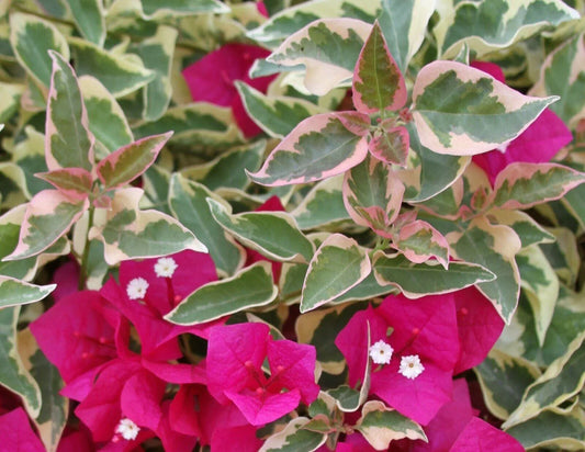 Bougainvillea ‘Raspberry Ice’ Variegated Plug Plant - Seed World