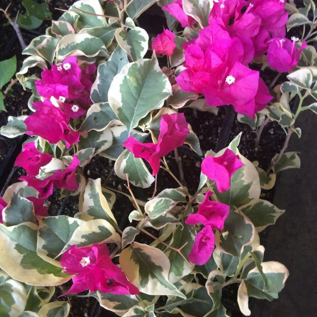 Bougainvillea ‘Raspberry Ice’ Variegated Plug Plant - Seed World