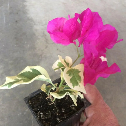Bougainvillea ‘Raspberry Ice’ Variegated Plug Plant - Seed World