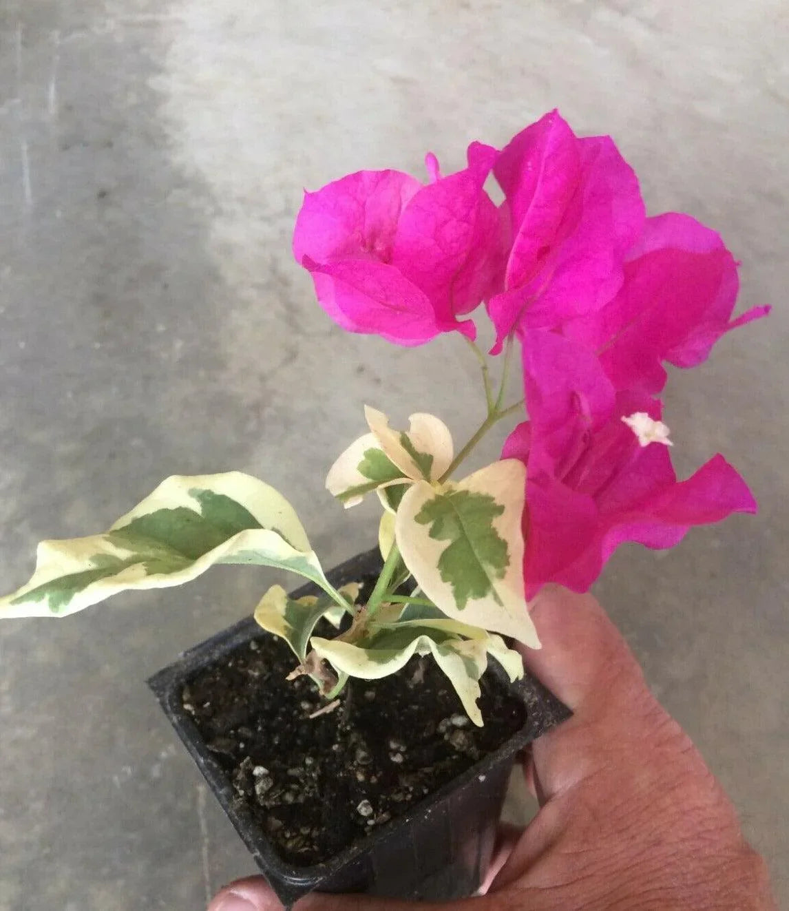 Bougainvillea ‘Raspberry Ice’ Variegated Plug Plant - Seed World