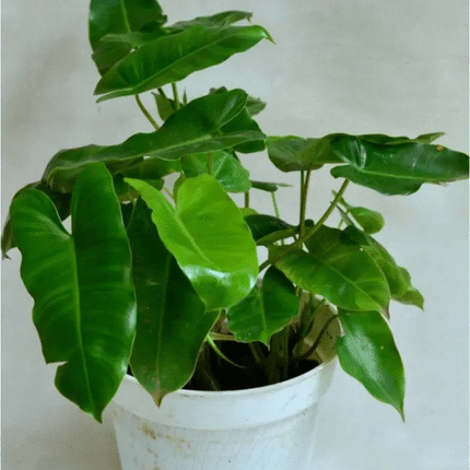 Burle Marx Philodendron one tropical plant clipping - Seed World