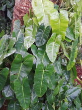 Burle Marx Philodendron one tropical plant clipping - Seed World
