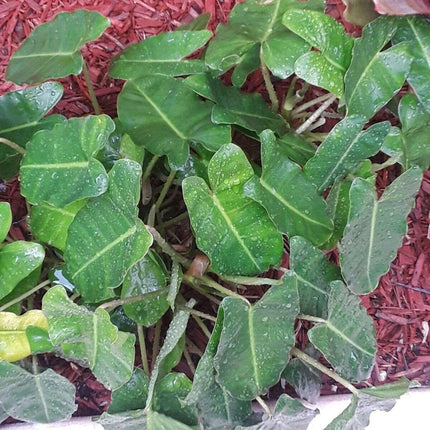 Burle Marx Philodendron one tropical plant clipping - Seed World