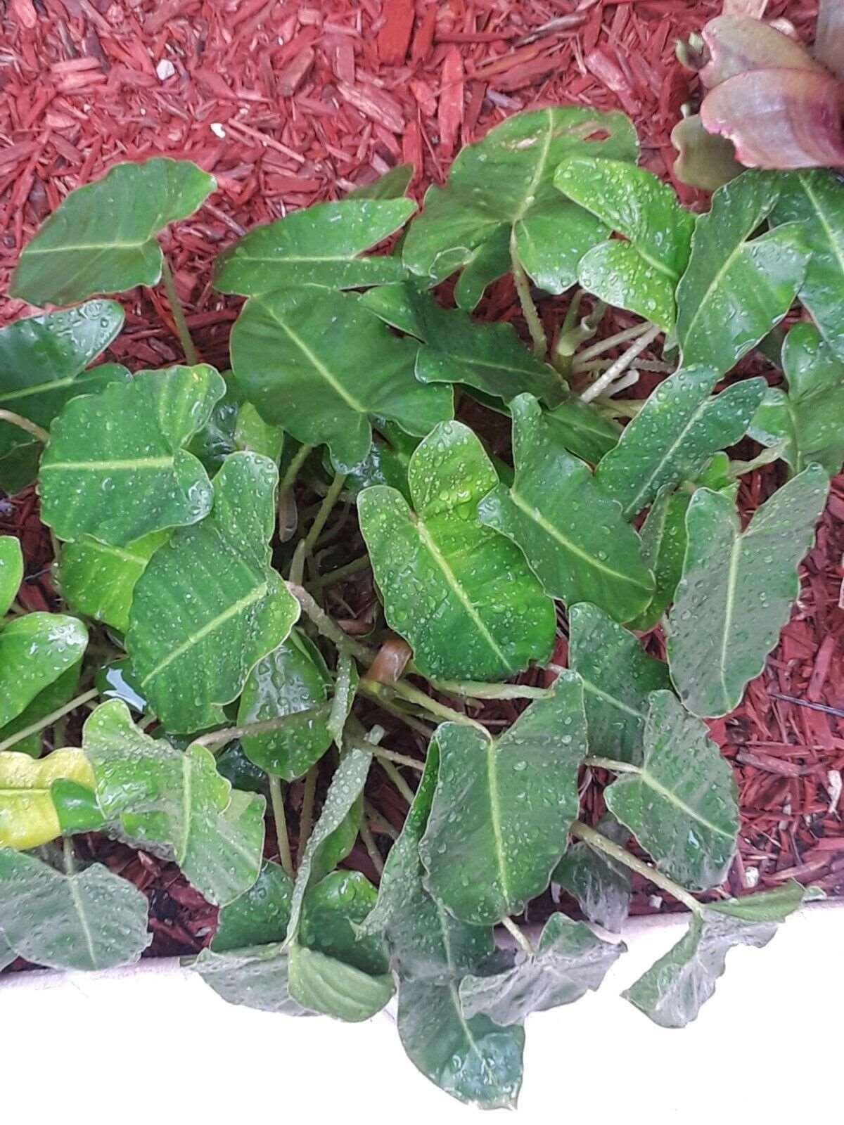 Burle Marx Philodendron one tropical plant clipping - Seed World