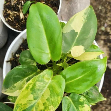 Burle Marx Philodendron one tropical plant clipping - Seed World