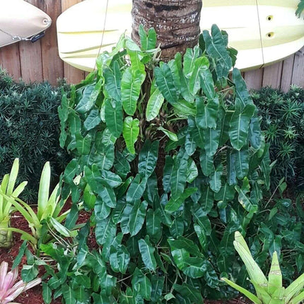 Burle Marx Philodendron one tropical plant clipping - Seed World