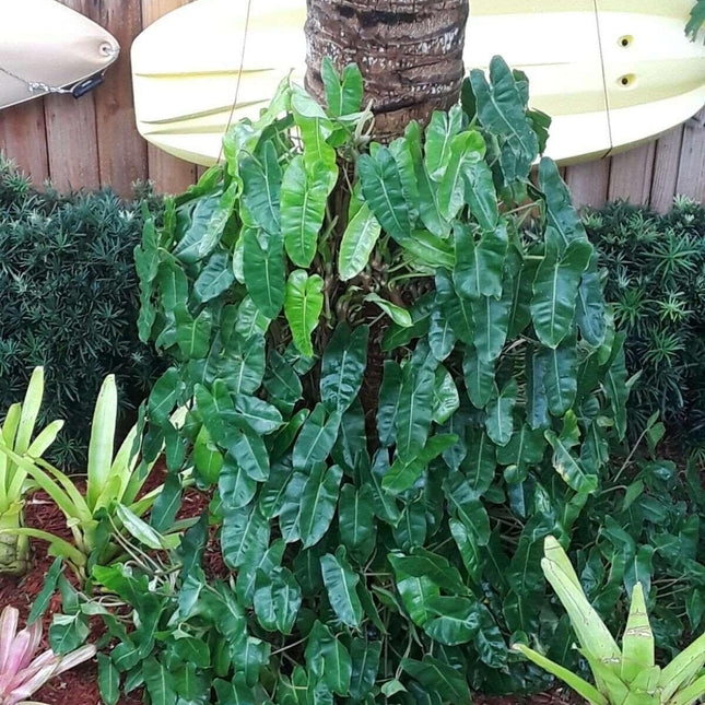Burle Marx Philodendron one tropical plant clipping - Seed World