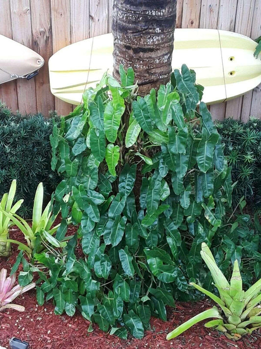 Burle Marx Philodendron one tropical plant clipping - Seed World