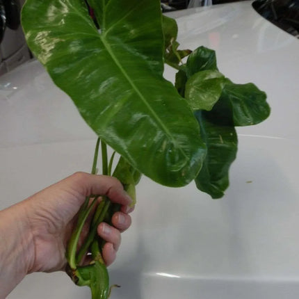 Burle Marx Philodendron one tropical plant clipping - Seed World