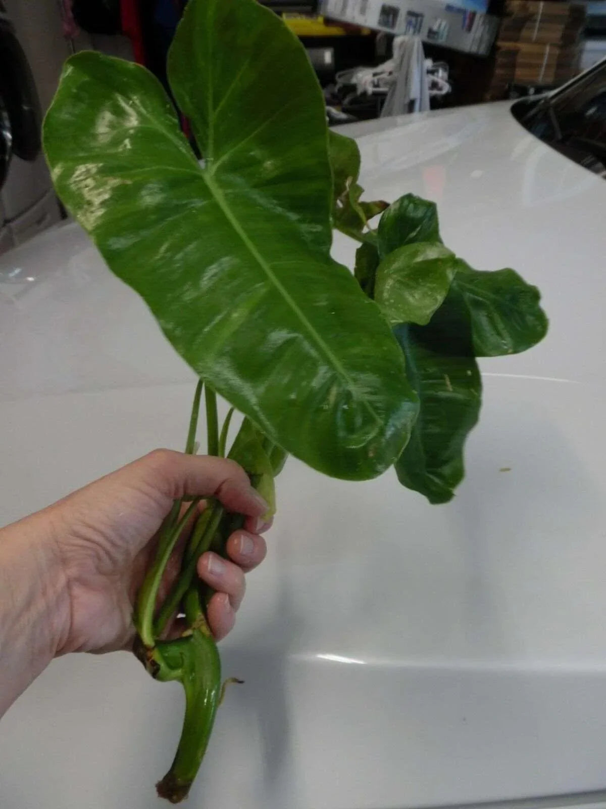 Burle Marx Philodendron one tropical plant clipping - Seed World