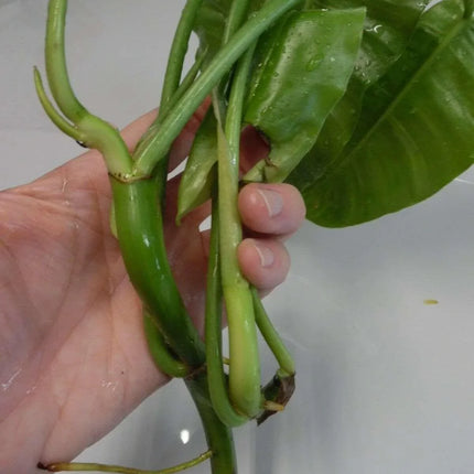 Burle Marx Philodendron one tropical plant clipping - Seed World