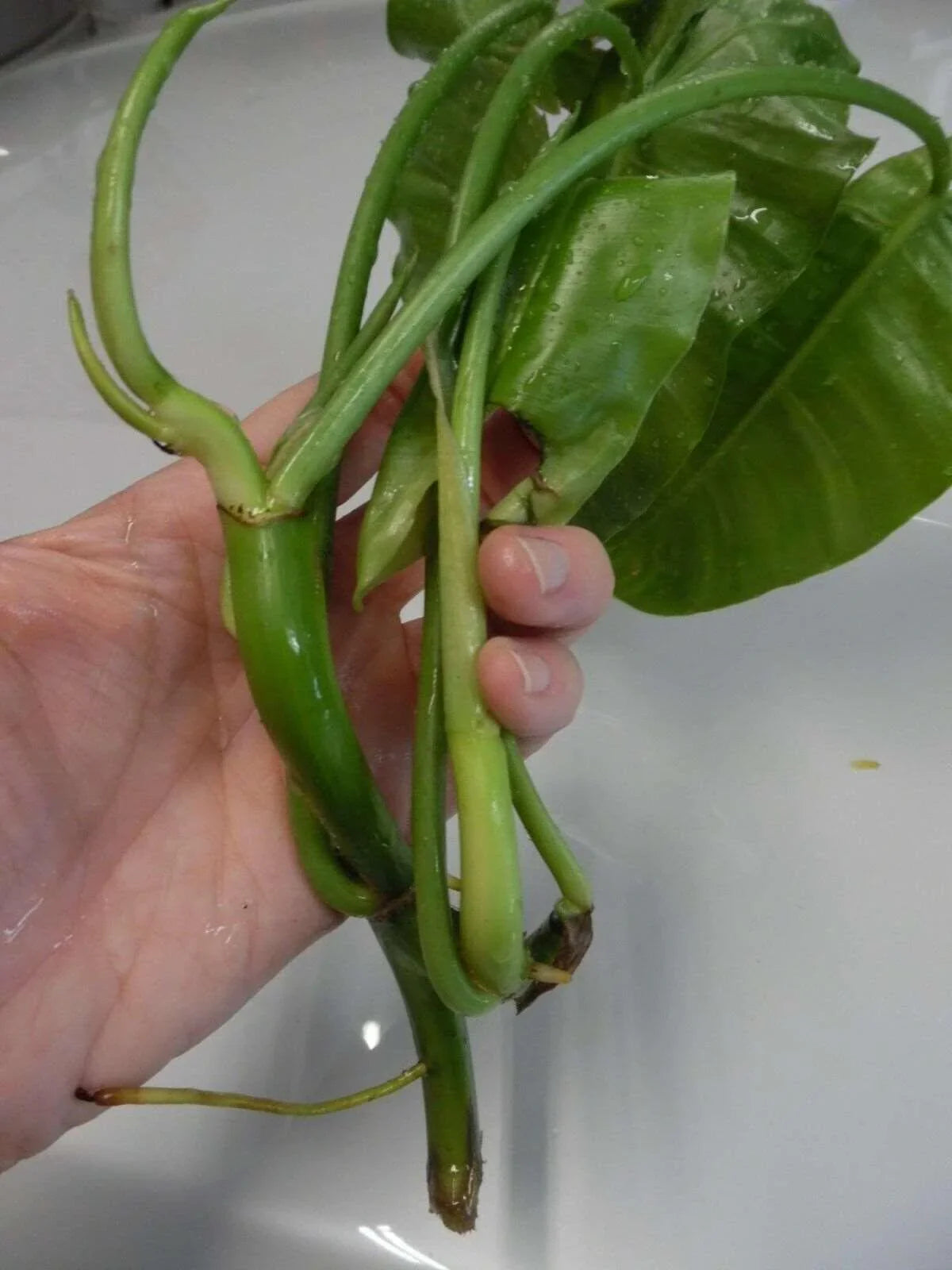 Burle Marx Philodendron one tropical plant clipping - Seed World