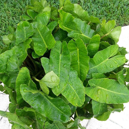 Burle Marx Philodendron one tropical plant clipping - Seed World