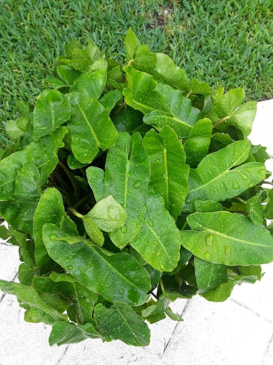 Burle Marx Philodendron one tropical plant clipping - Seed World