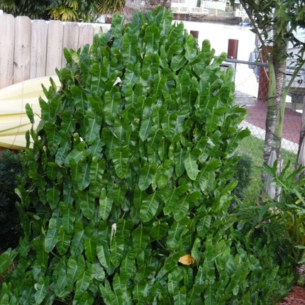 Burle Marx Philodendron one tropical plant clipping - Seed World