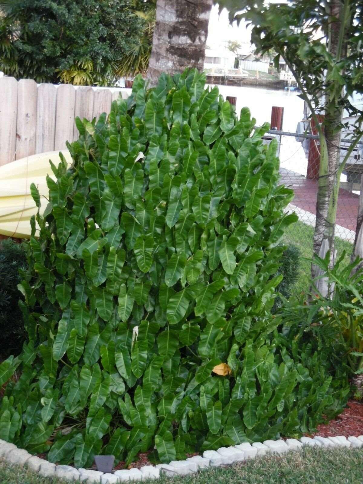 Burle Marx Philodendron one tropical plant clipping - Seed World