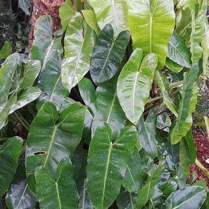 Burle Marx Philodendron one tropical plant clipping - Seed World