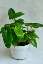 Burle Marx Philodendron one tropical plant clipping - Seed World