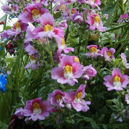 Butterfly Angel Wings Flower Seeds – Mix of 100 Colorful Blooms - Seed World