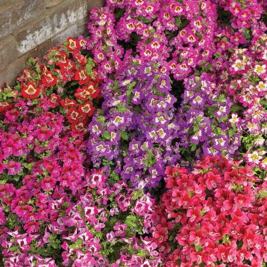 Butterfly flowers blooming in a dense garden patch