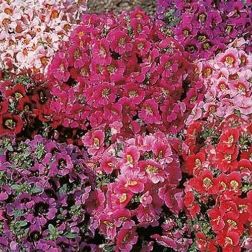 Mixed bi-color butterfly flowers in full sun