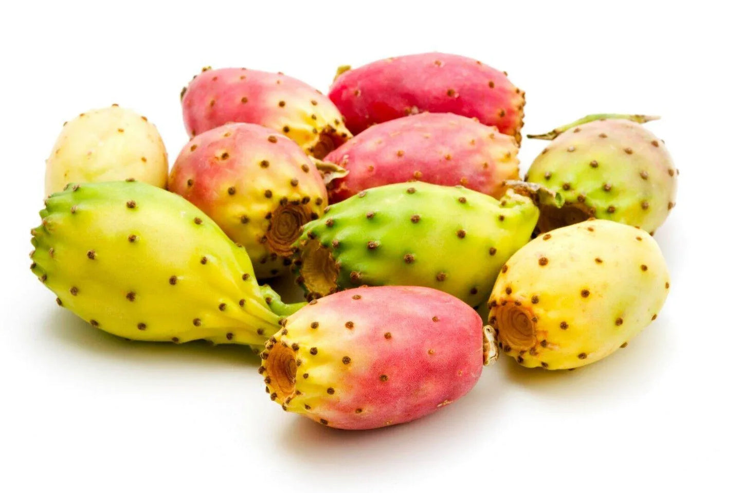 Cactus Pear Seeds – Opuntia Ficus-Indica (10 Seeds Pack) - Seed World