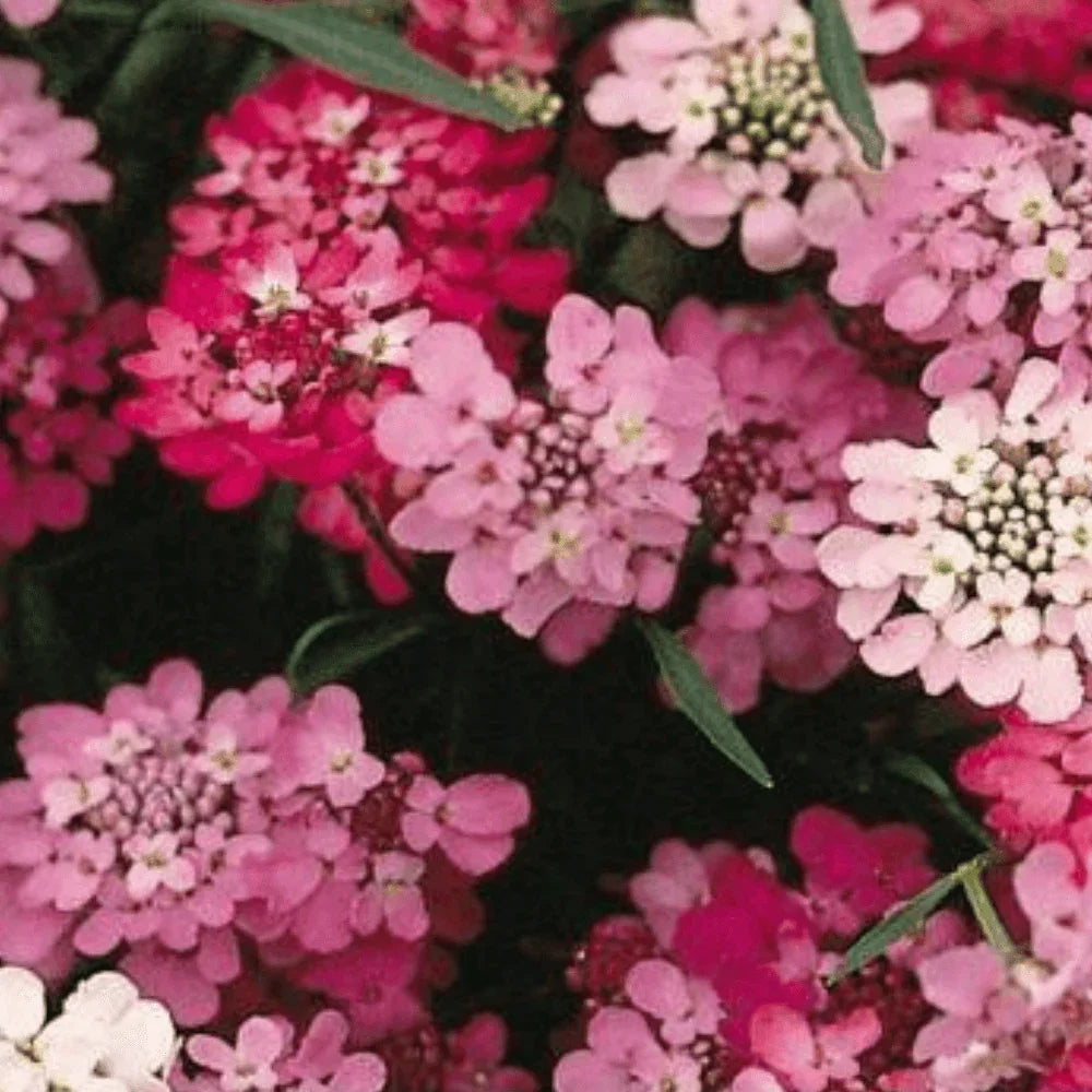 Candytuft - Dwarf Fairy Mix Flower Seeds - Seed World