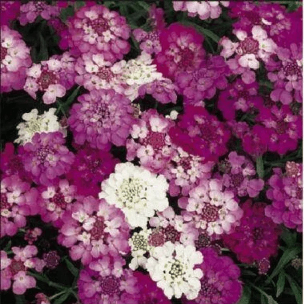 Candytuft - Dwarf Fairy Mix Flower Seeds - Seed World
