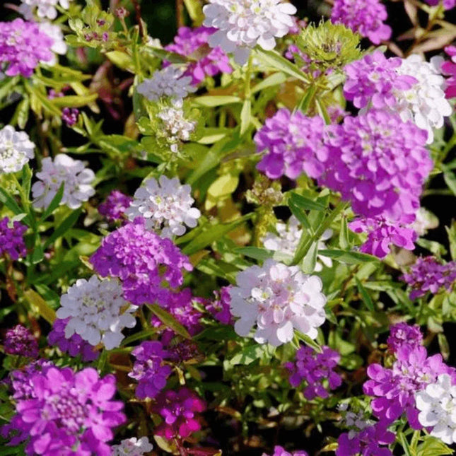 Candytuft - Dwarf Fairy Mix Flower Seeds - Seed World