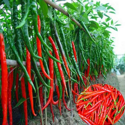 Cayenne Long Slim Red Pepper Seeds - Seed World
