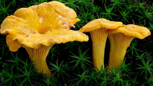 Cluster of golden Chanterelle mushrooms, ideal for growing with our spores