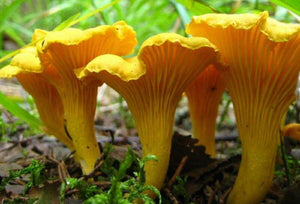 Chanterelle Mushroom Spores Seeds - Seed World