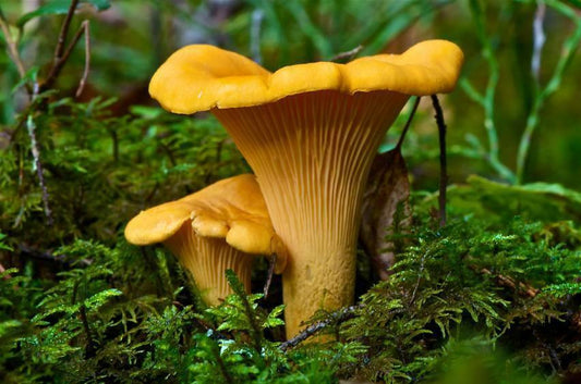 Fresh Chanterelle mushrooms in forest setting - Premium Chanterelle Mushroom Spores Seeds for home cultivation