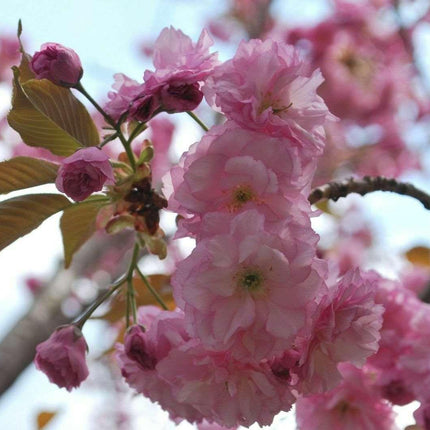 Cherry Blossom Seeds - Sakura Bonsai Tree - Seed World