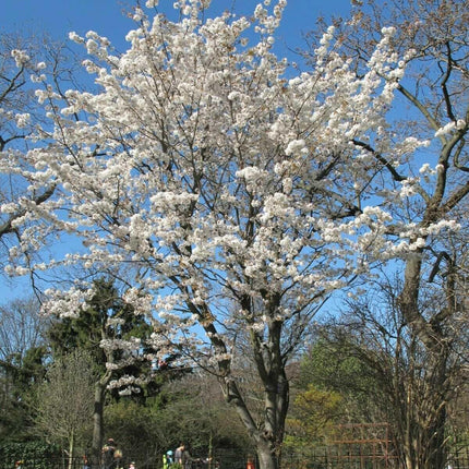 Cherry Blossom Seeds - Sakura Bonsai Tree - Seed World
