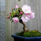 10 Sakura Bonsai Tree Seeds