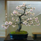 10 Bonsai Cherry Blossom Tree Seeds