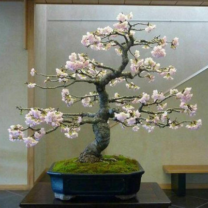 Cherry Blossom Seeds - Sakura Bonsai Tree - Seed World