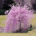 5 Weeping Purple Cherry Tree Seeds