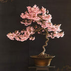 20 Japanese Cherry Blossom Bonsai Tree Seeds
